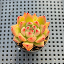 Echeveria Agvaoides sp. 1"-2" Succulent Plant