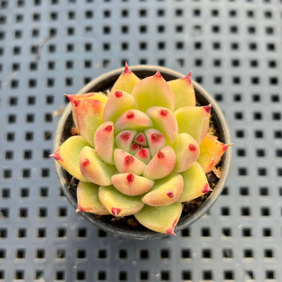 Echeveria Agvaoides sp. 1"-2" Succulent Plant