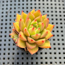 Echeveria Agavoides 'Adrian' 2" Hybrid Succulent Plant