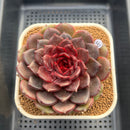 Echeveria 'Red Chocolate' 3"-4" Succulent Plant Cutting