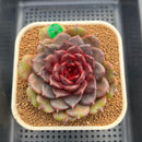 Echeveria 'Red Chocolate' 3"-4" Succulent Plant Cutting