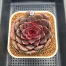 Echeveria 'Red Chocolate' 3"-4" Succulent Plant Cutting