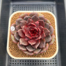 Echeveria 'Red Chocolate' 3"-4" Succulent Plant Cutting
