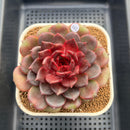 Echeveria 'Red Chocolate' 3"-4" Succulent Plant Cutting