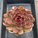 Echeveria 'Eclipse' Type B 4" Succulent Plant Cutting