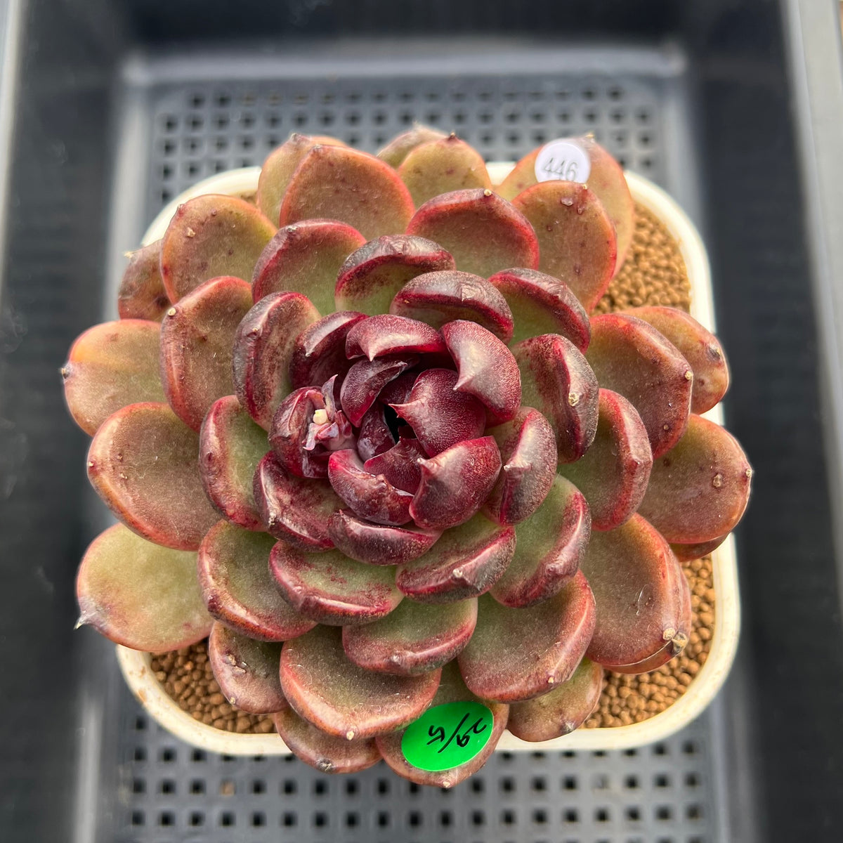 Echeveria 'Eclipse' Type B 4" Succulent Plant Cutting
