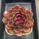 Echeveria 'Eclipse' Type B 4" Succulent Plant Cutting