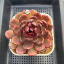 Echeveria 'Eclipse' Type B 4" Succulent Plant Cutting