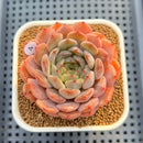 Echeveria 'Haeon' 2" Succulent Plant Cutting