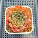 Echeveria 'Haeon' 2" Succulent Plant Cutting