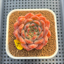 Echeveria 'Haeon' 2" Succulent Plant Cutting