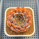 Echeveria 'Haeon' 2" Succulent Plant Cutting