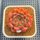 Echeveria 'Haeon' 2" Succulent Plant Cutting