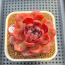 Echeveria 'Hongjo' ('Black Rose' x Laui Hybrid) 2" Flower Village Hybrid Succulent Plant Cutting