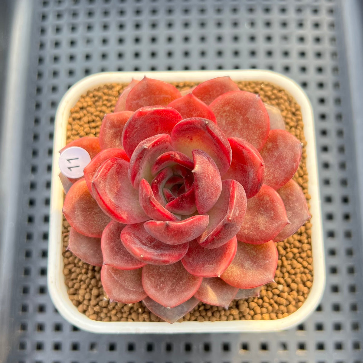Echeveria 'Hongjo' ('Black Rose' x Laui Hybrid) 2" Flower Village Hybrid Succulent Plant Cutting