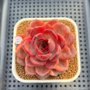 Echeveria 'Hongjo' ('Black Rose' x Laui Hybrid) 2" Flower Village Hybrid Succulent Plant Cutting