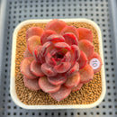 Echeveria 'Hongjo' ('Black Rose' x Laui Hybrid) 2" Flower Village Hybrid Succulent Plant Cutting