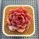 Echeveria 'Hongjo' ('Black Rose' x Laui Hybrid) 2" Flower Village Hybrid Succulent Plant Cutting