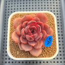 Echeveria 'Hongjo' ('Black Rose' x Laui Hybrid) 2" Flower Village Hybrid Succulent Plant Cutting