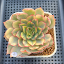 Echeveria 'Esther' Variegated 3" Succulent Plant Cutting