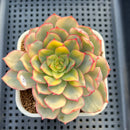Echeveria 'Esther' Variegated 3" Succulent Plant Cutting