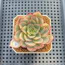Echeveria 'Esther' Variegated 2" Succulent Plant Cutting