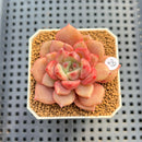 Echeveria 'Giant' (Subcorymbosa x 'Black Queen' Hybrid) 2" New Flower Village Hybrid Succulent Plant Cutting