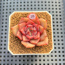 Echeveria 'Giant' (Subcorymbosa x 'Black Queen' Hybrid) 2" New Flower Village Hybrid Succulent Plant Cutting