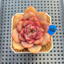 Echeveria 'Giant' (Subcorymbosa x 'Black Queen' Hybrid) 2" New Flower Village Hybrid Succulent Plant Cutting