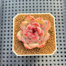Echeveria 'Red Lotus' 2" New Flower Village Hybrid Succulent Plant Cutting