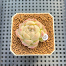 Echeveria 'Red Lotus' 2" New Flower Village Hybrid Succulent Plant Cutting