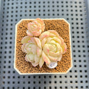 Echeveria 'Red Lotus' 2" New Flower Village Hybrid Succulent Plant Cutting