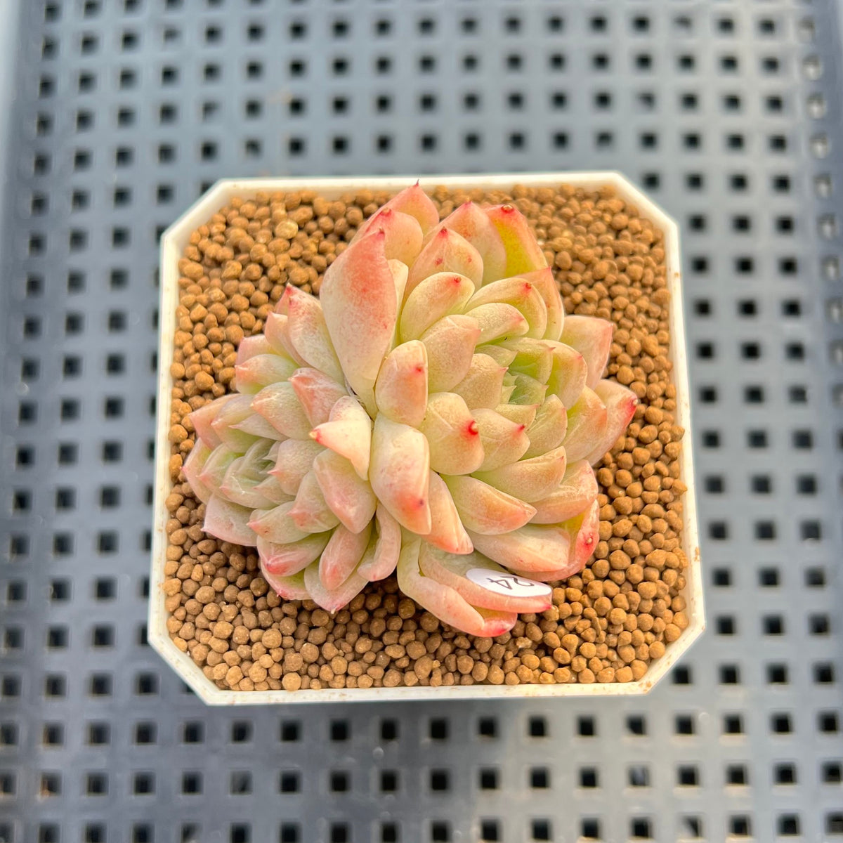 Echeveria 'Red Lotus' 2" New Flower Village Hybrid Succulent Plant Cutting