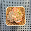 Echeveria 'Red Lotus' 2" New Flower Village Hybrid Succulent Plant Cutting