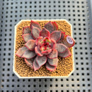 Echeveria 'Shafri' 2" New Flower Village Hybrid Succulent Plant Cutting