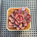 Echeveria 'Shafri' 2" New Flower Village Hybrid Succulent Plant Cutting