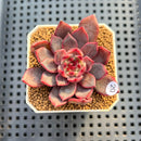Echeveria 'Shafri' 2" New Flower Village Hybrid Succulent Plant Cutting
