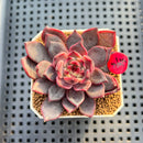 Echeveria 'Shafri' 2" New Flower Village Hybrid Succulent Plant Cutting