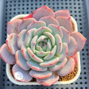 Echeveria 'Horizon' 3" Succulent Plant Cutting
