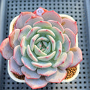 Echeveria 'Horizon' 3" Succulent Plant Cutting