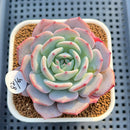Echeveria 'Horizon' 3" Succulent Plant Cutting