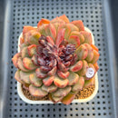 Echeveria 'Matte Black' 3" New Hybrid Succulent Plant Cutting