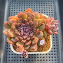 Echeveria 'Matte Black' 3" New Hybrid Succulent Plant Cutting