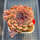 Echeveria 'Matte Black' 3" New Hybrid Succulent Plant Cutting