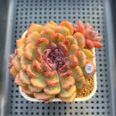 Echeveria 'Matte Black' 3" New Hybrid Succulent Plant Cutting