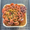 Echeveria 'Matte Black' 3" New Hybrid Succulent Plant Cutting