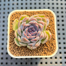 Echeveria 'Suzy' 1" New Hybrid Succulent Plant Cutting