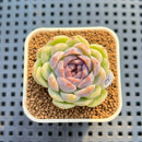 Echeveria 'Suzy' 1" New Hybrid Succulent Plant Cutting
