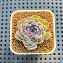 Echeveria 'Suzy' 1" New Hybrid Succulent Plant Cutting