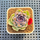 Echeveria 'Suzy' 1" New Hybrid Succulent Plant Cutting